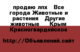 продаю лпх - Все города Животные и растения » Другие животные   . Крым,Красногвардейское